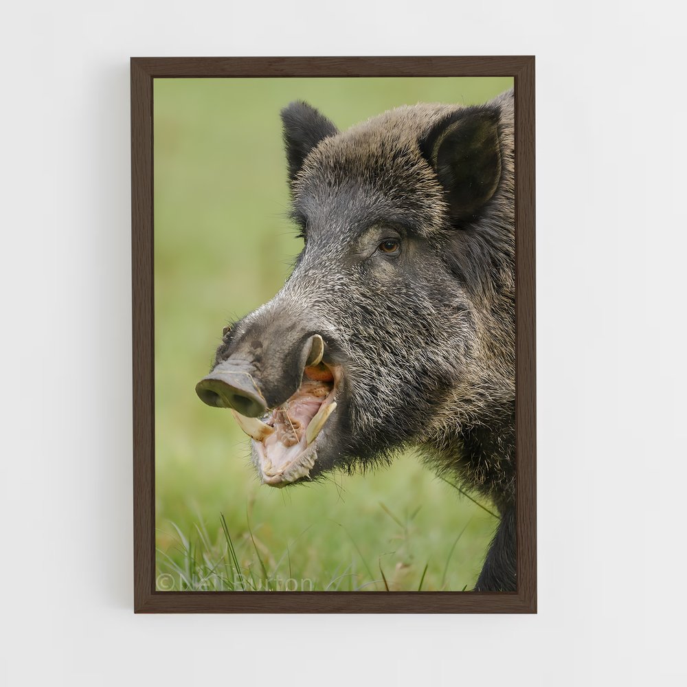 ap-wild boar-5 cadre Bois foncé