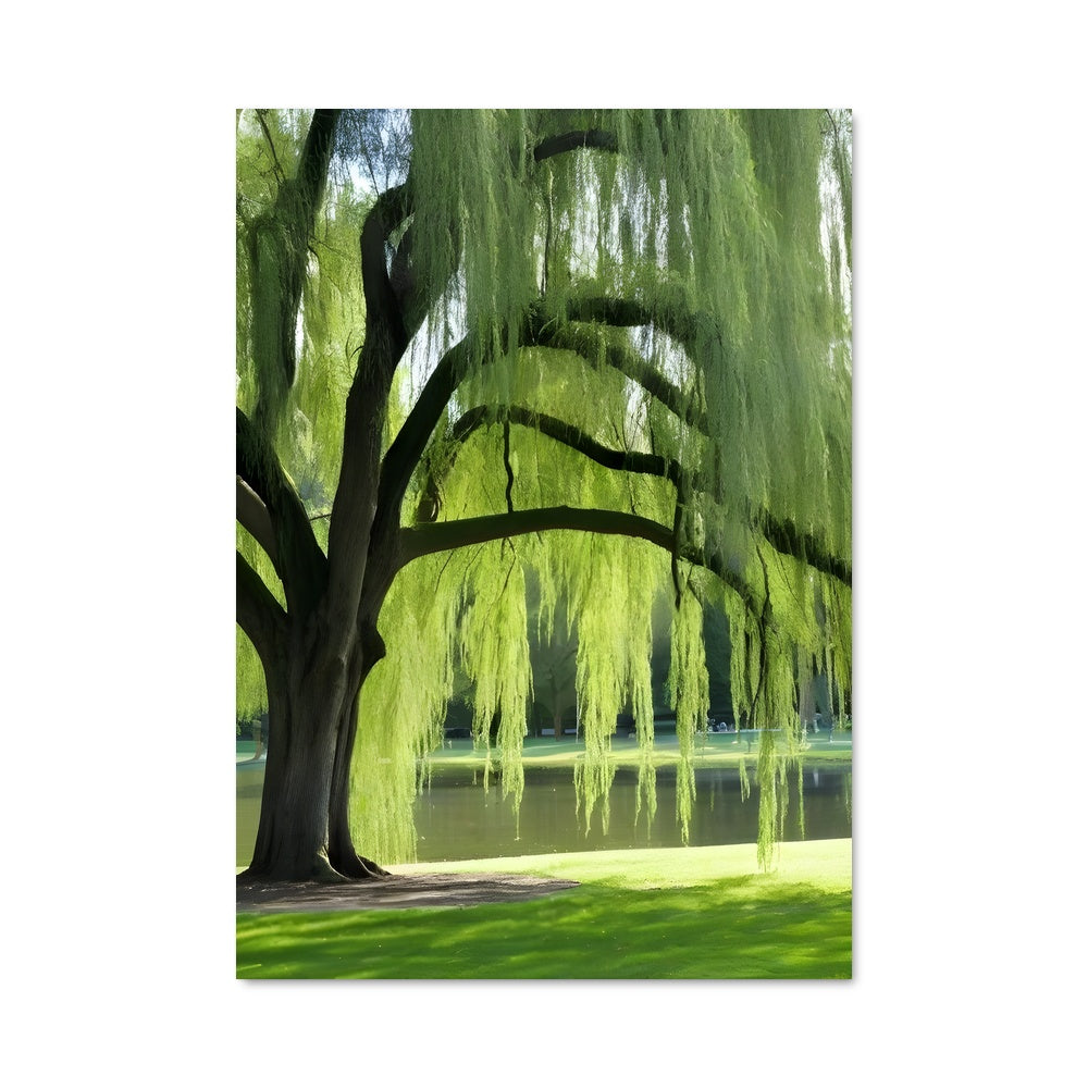 Poster L'Arbre Pleureur