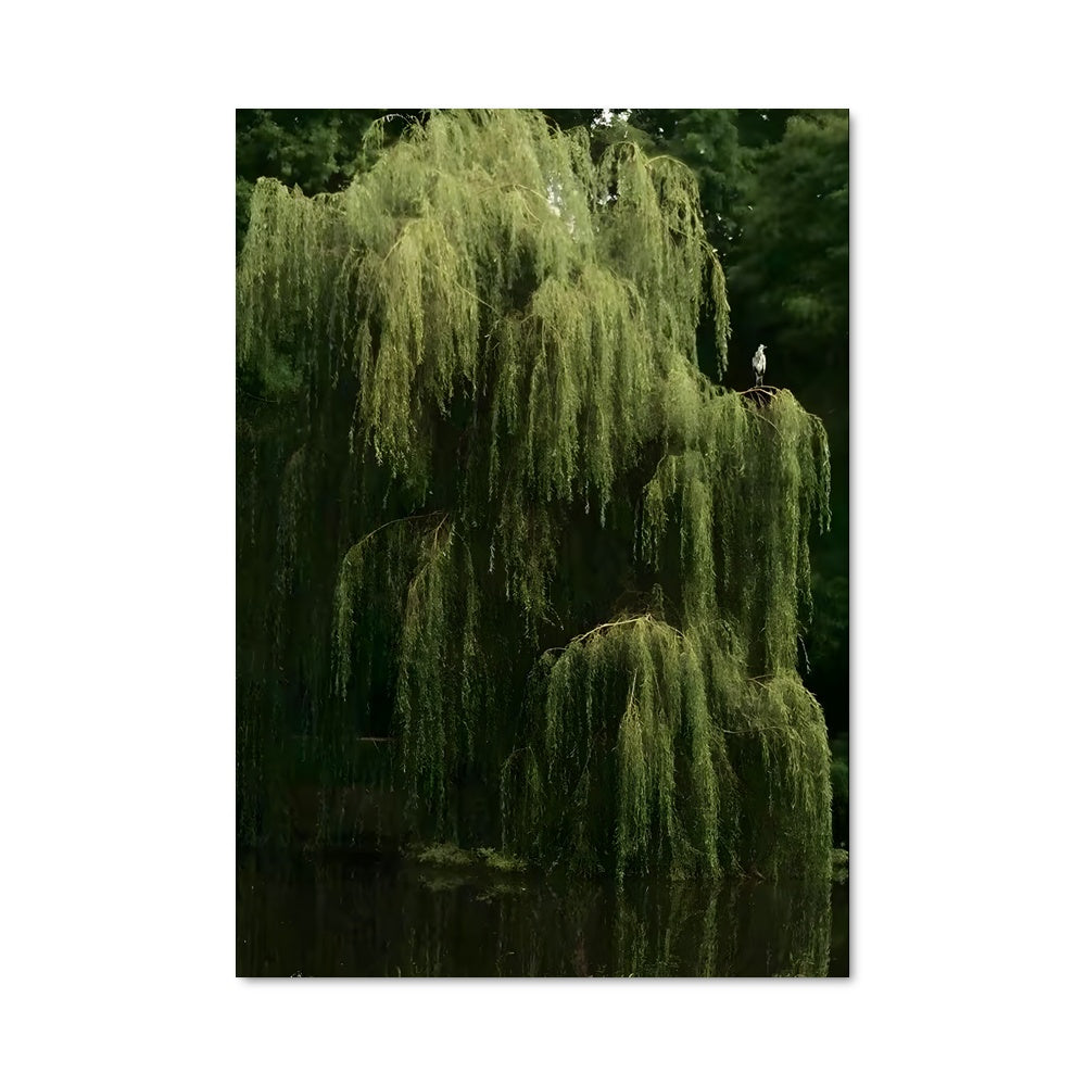 Poster Willow 97020