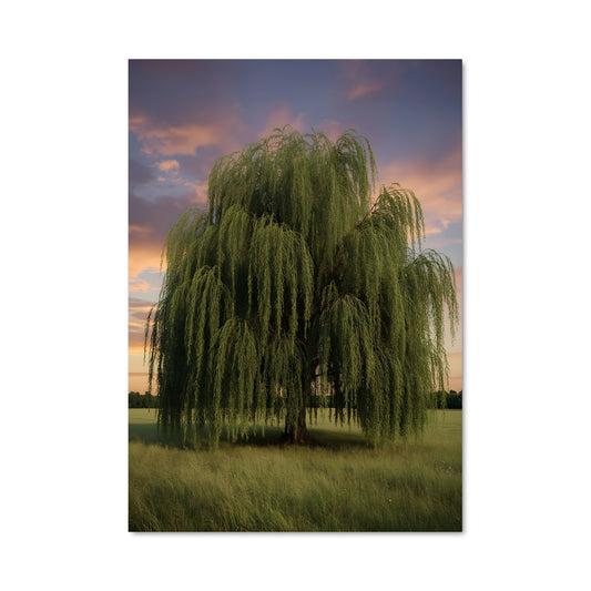 Poster Willow 97027