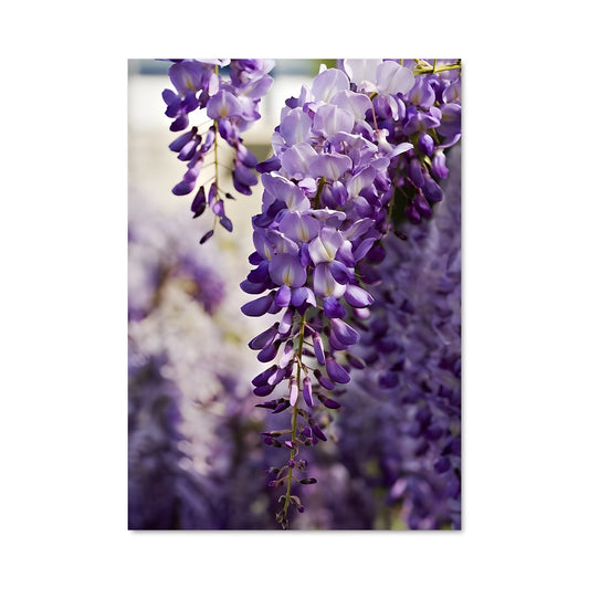 Poster Fleurs de Wisteria