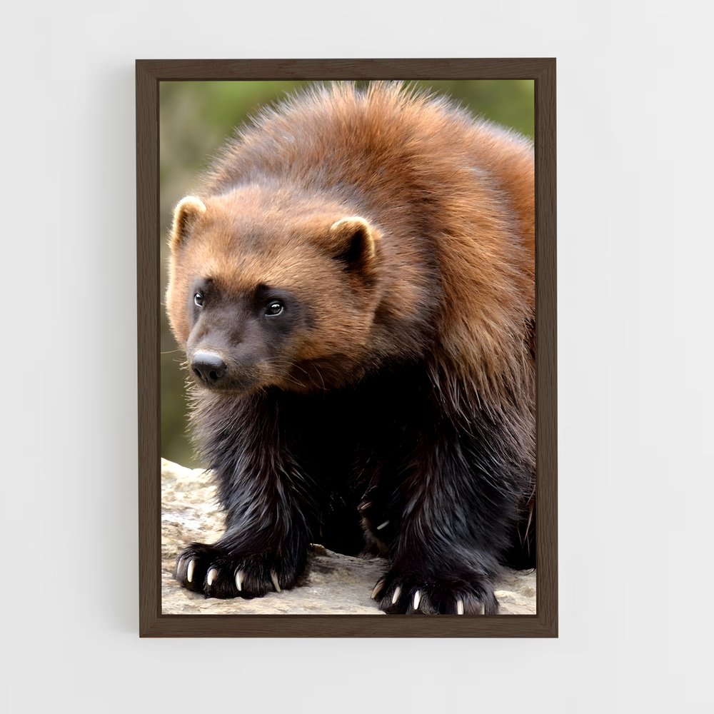 ap-wolverine-9 cadre Bois foncé