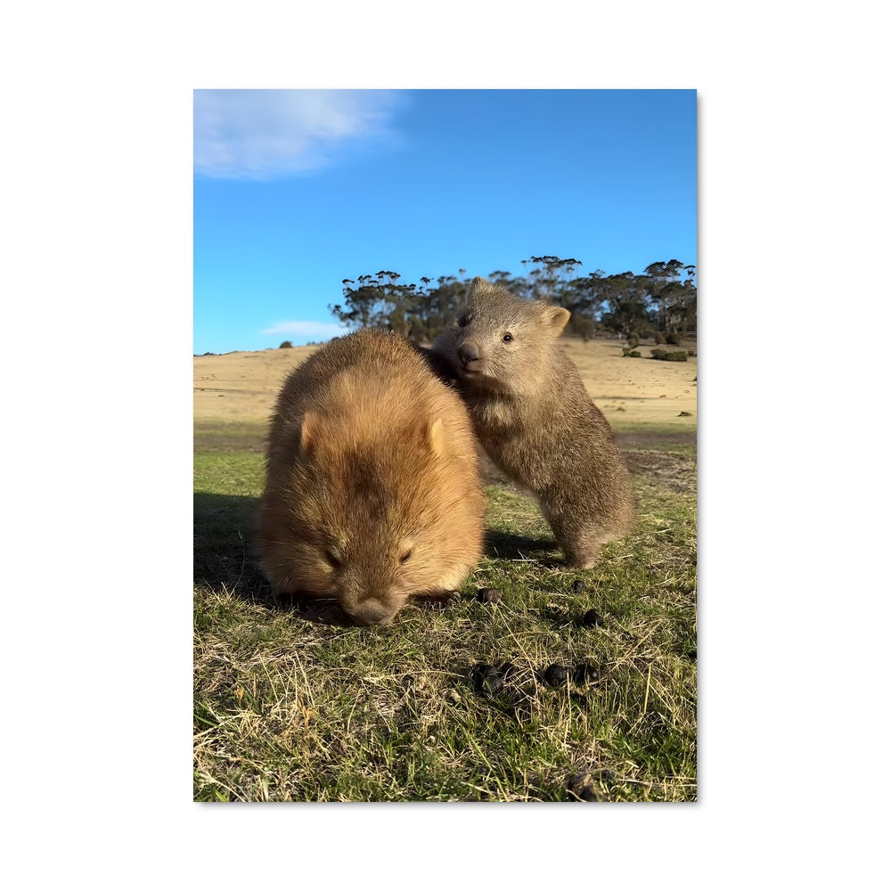 Poster Wombat Duo