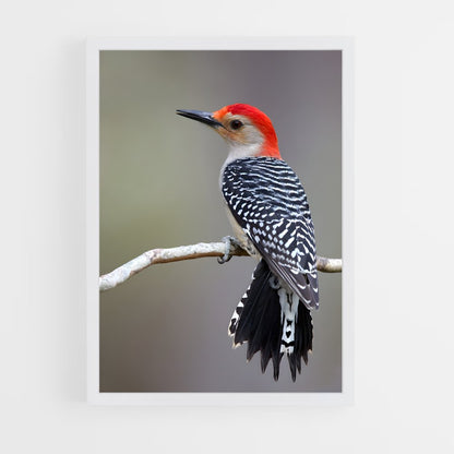 ap-woodpecker-3 cadre Blanc