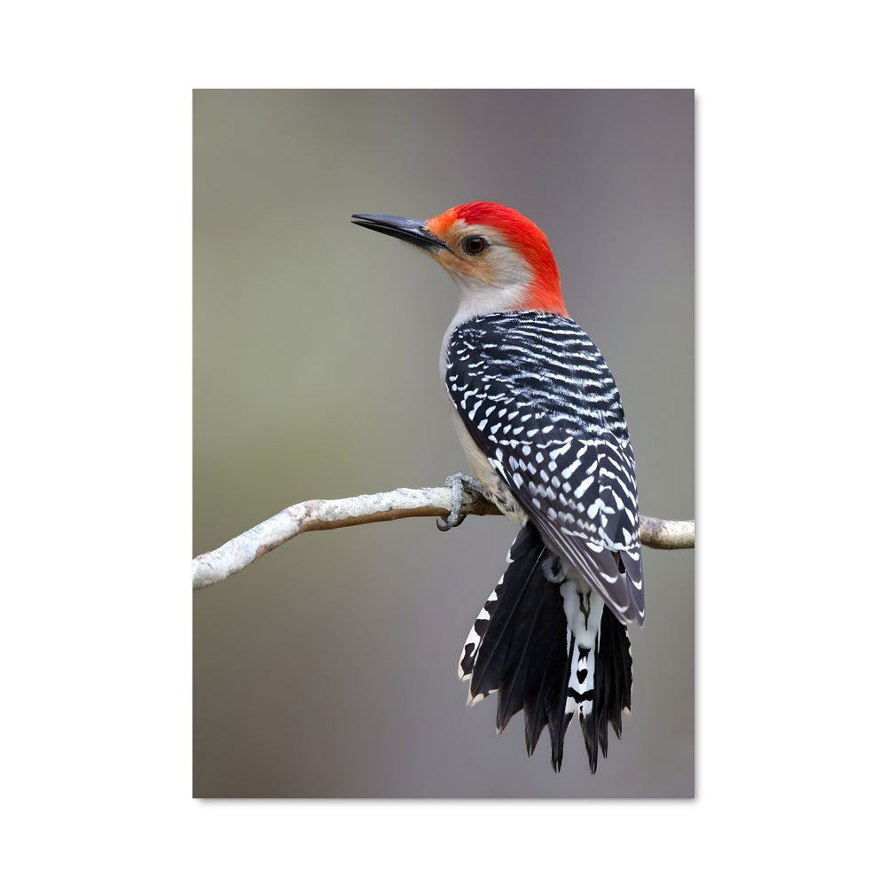 Poster Pic Vert Énergique