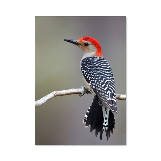 Poster Pic Vert Énergique