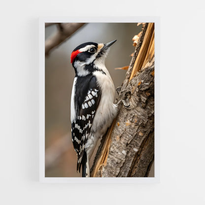ap-woodpecker-4 cadre Blanc