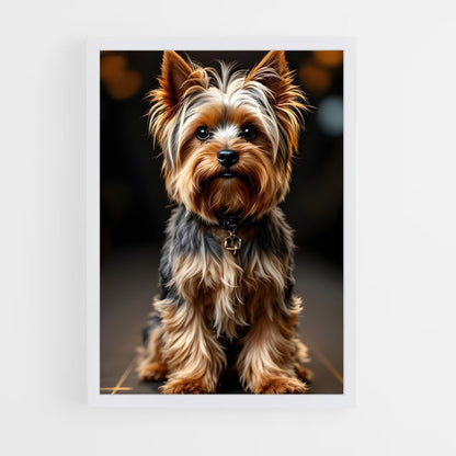 ap-yorkshire terrier-3 cadre Blanc