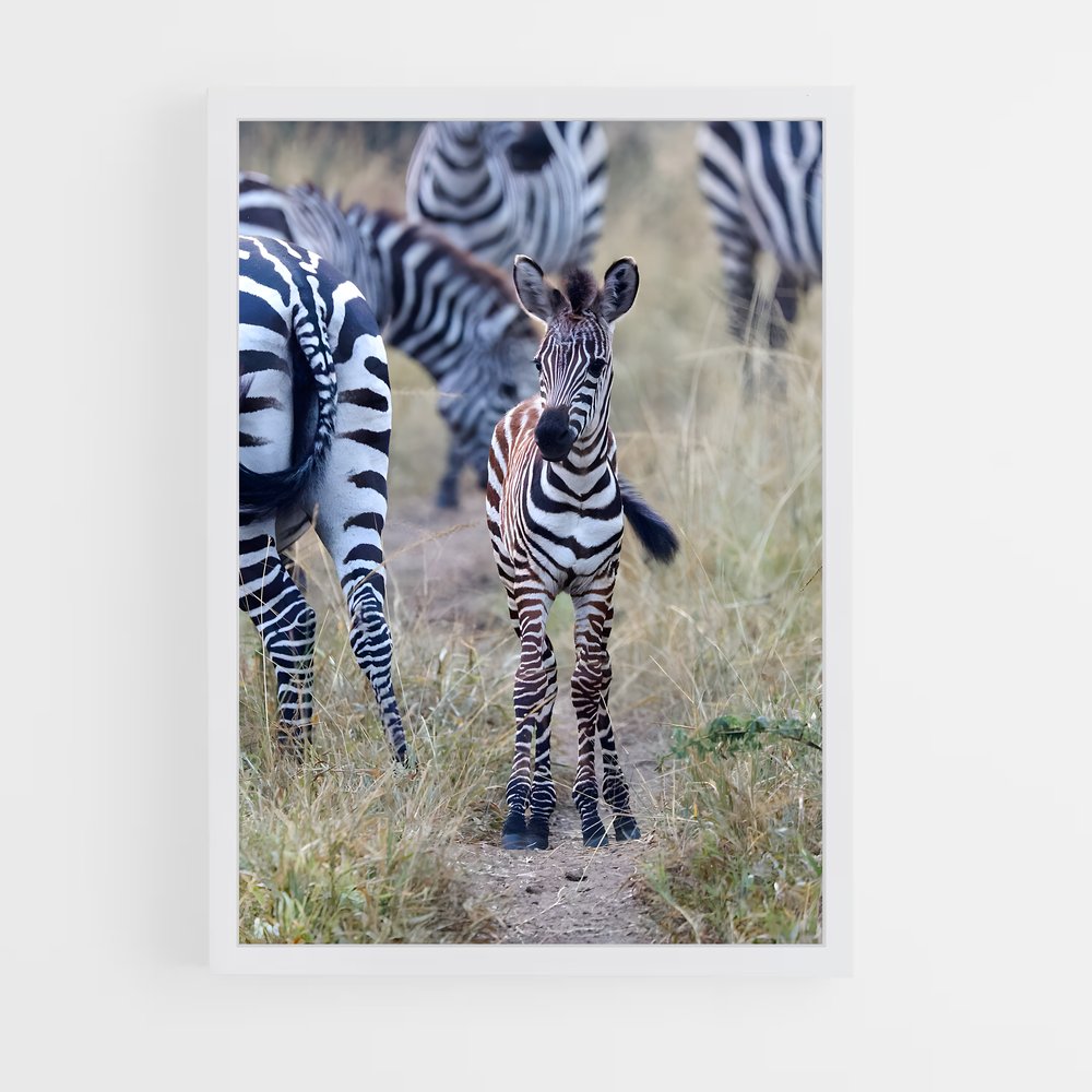 ap-zebra-2 cadre Blanc