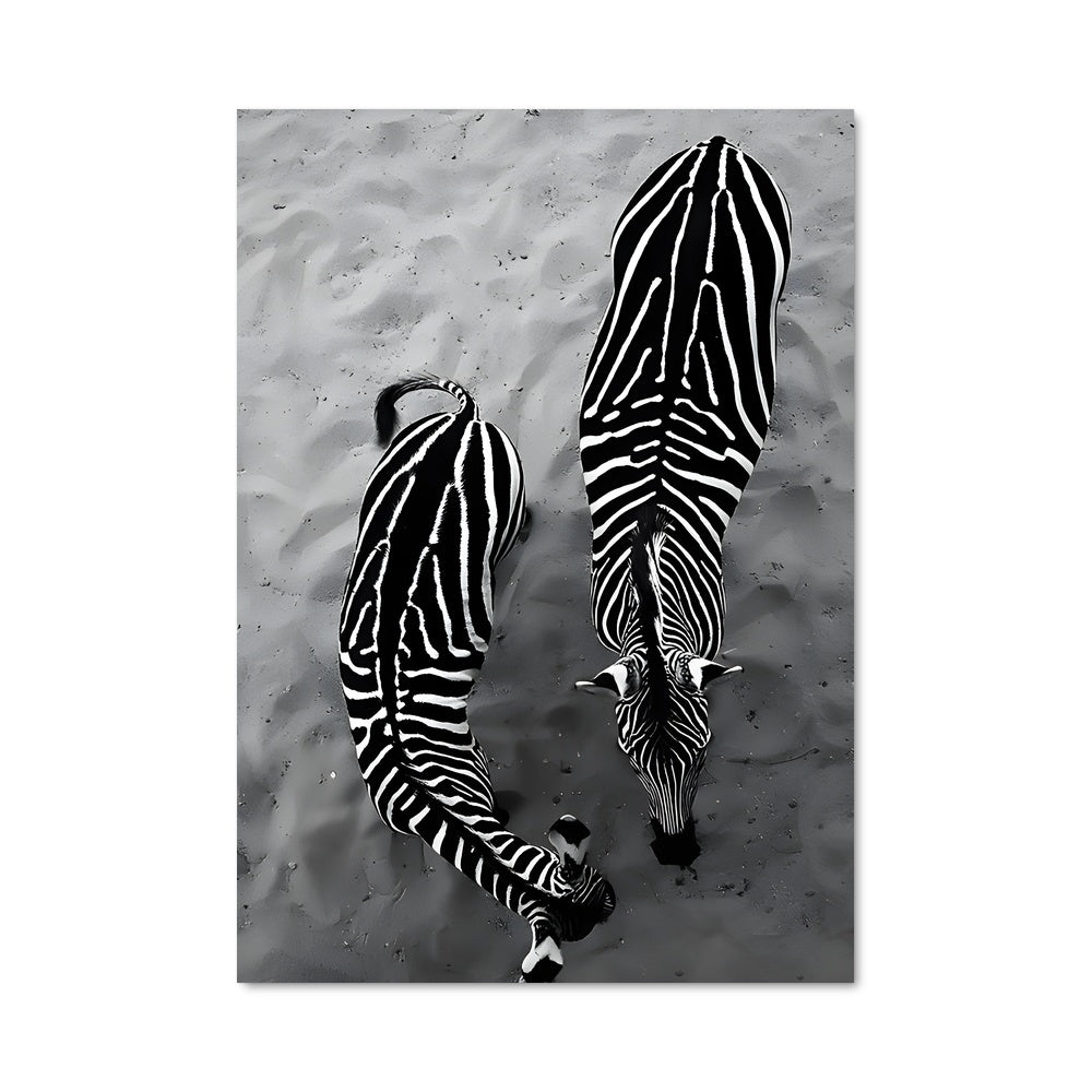 Poster Danse des Zèbres