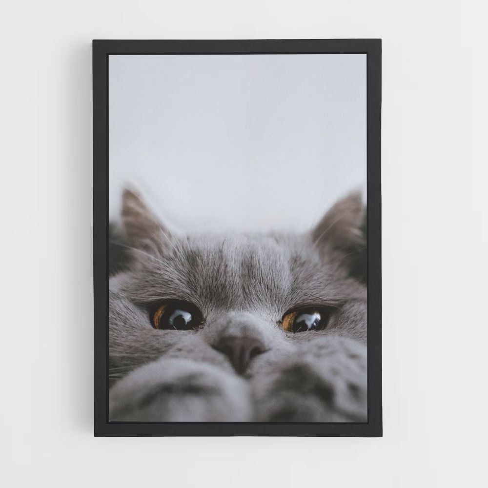 Leuke kattenposter