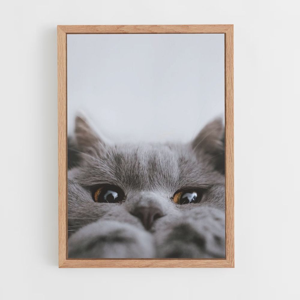 Leuke kattenposter