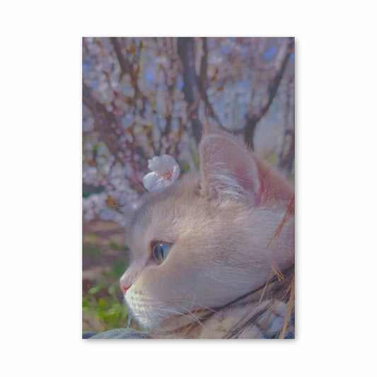 Sakura kat-poster