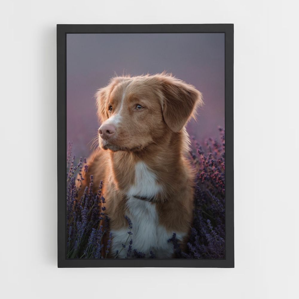 Lavendel hond poster