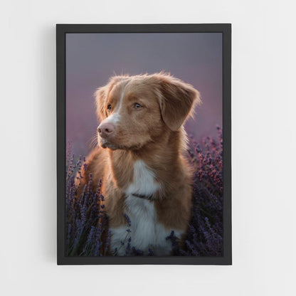 Lavendel hond poster