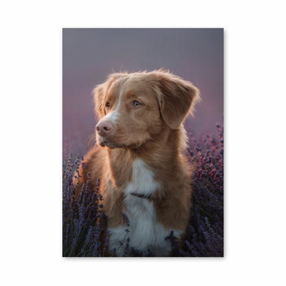 Lavendel hond poster