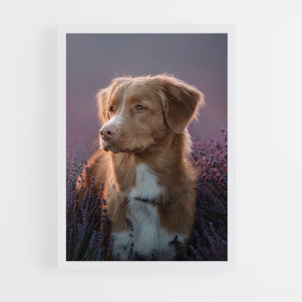 Lavendel hond poster