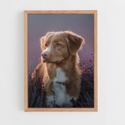 Lavendel hond poster