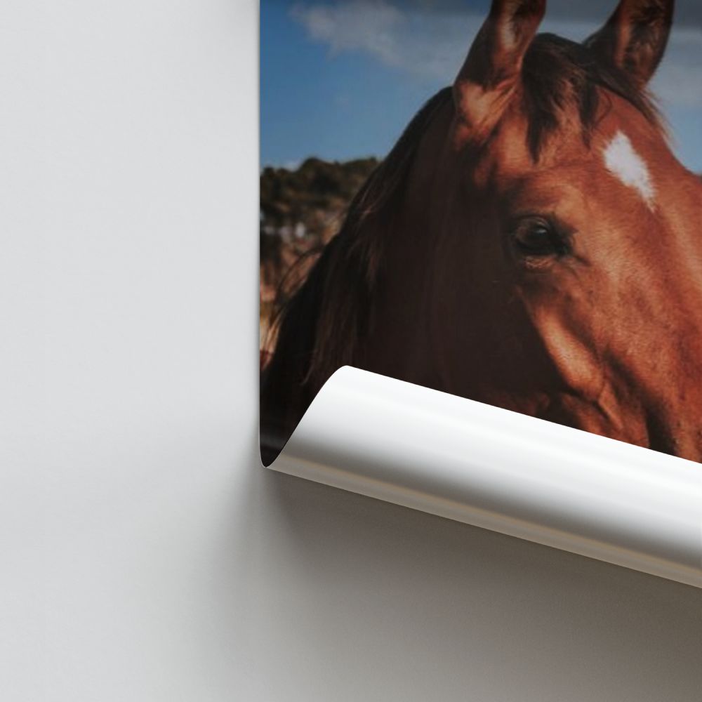 Bruine paardenposter