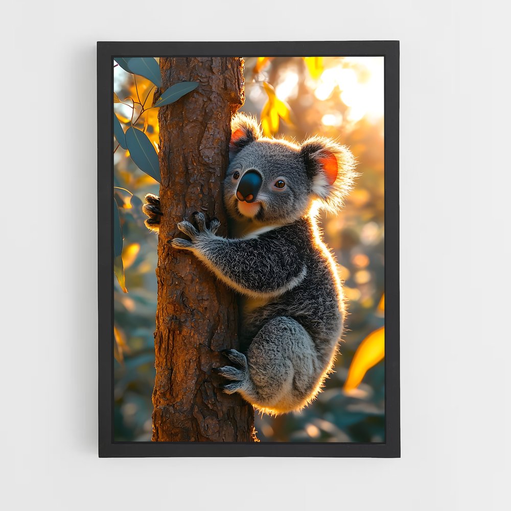 koala-3 cadre Noir