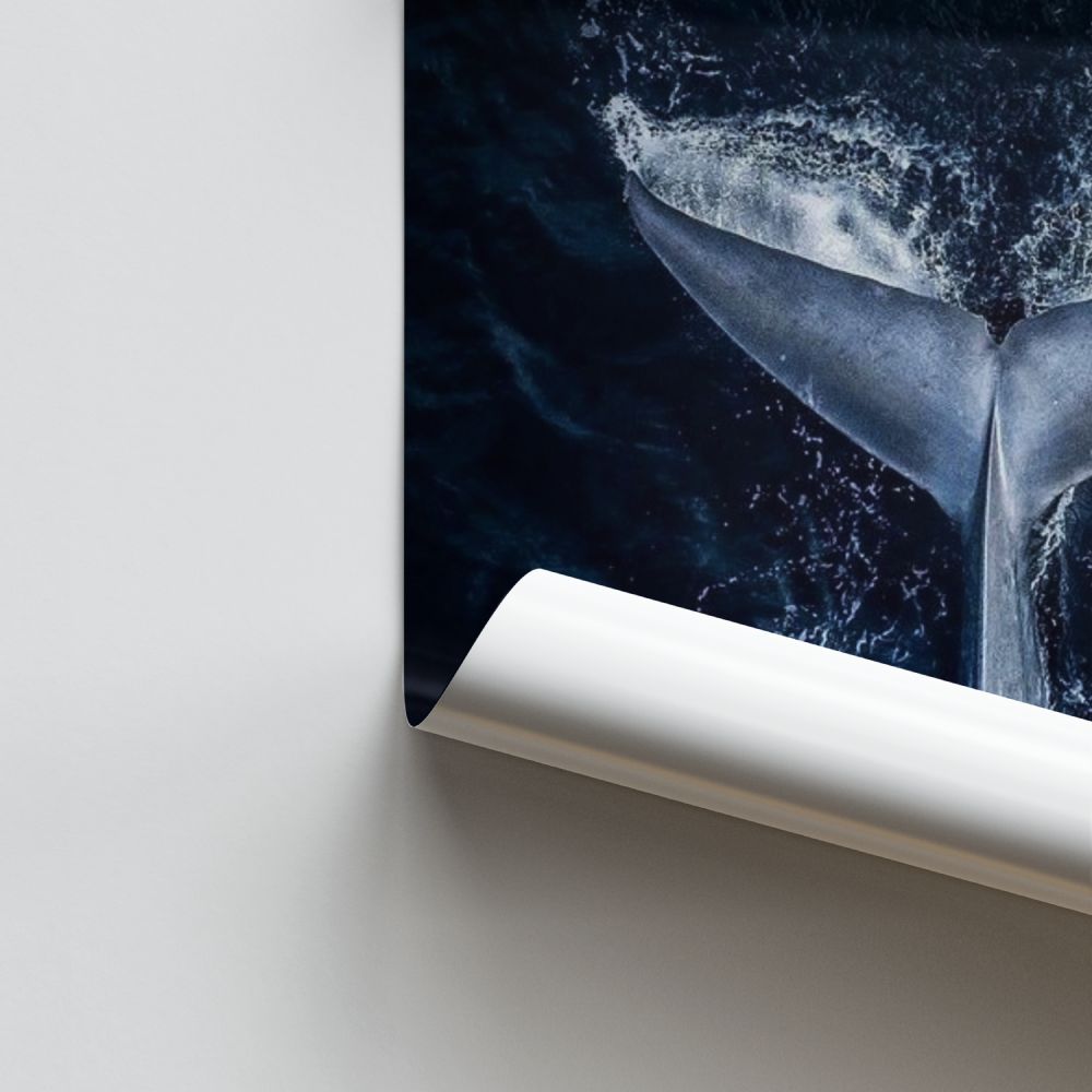 Walvis-poster