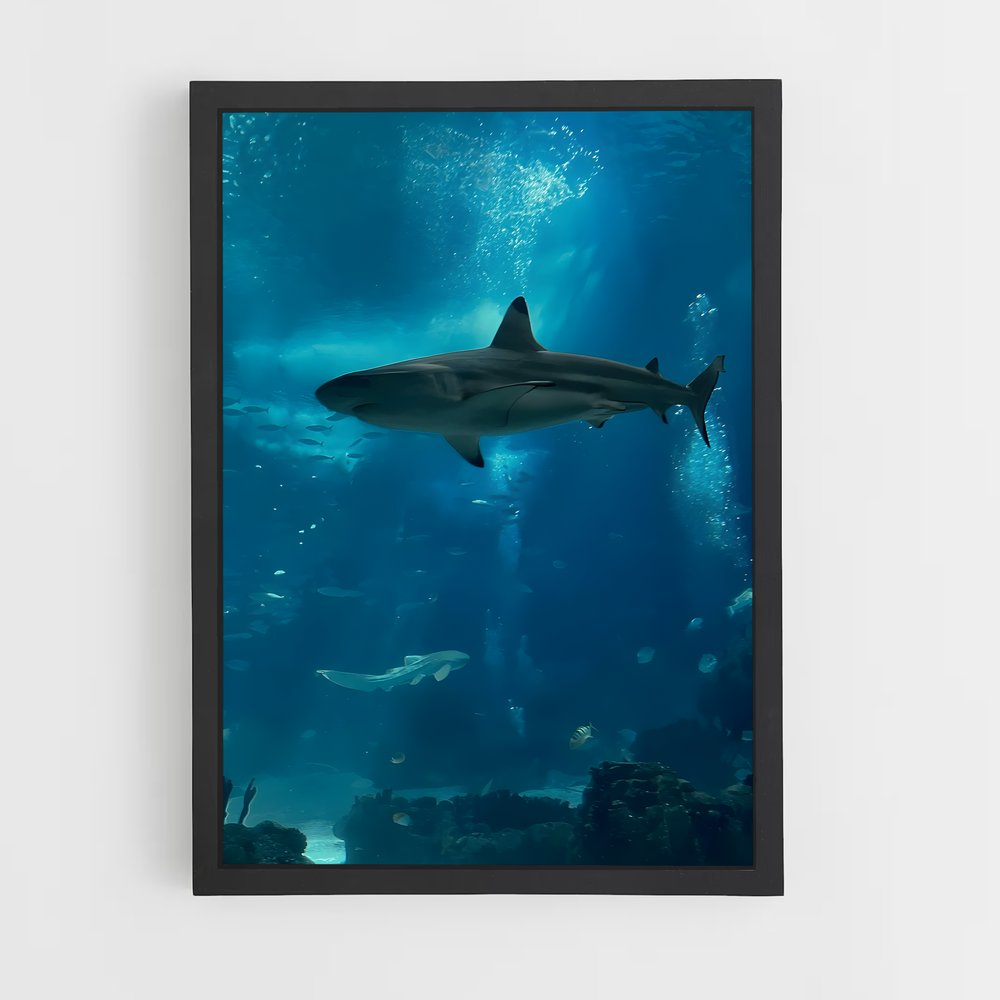 shark-6 cadre Noir