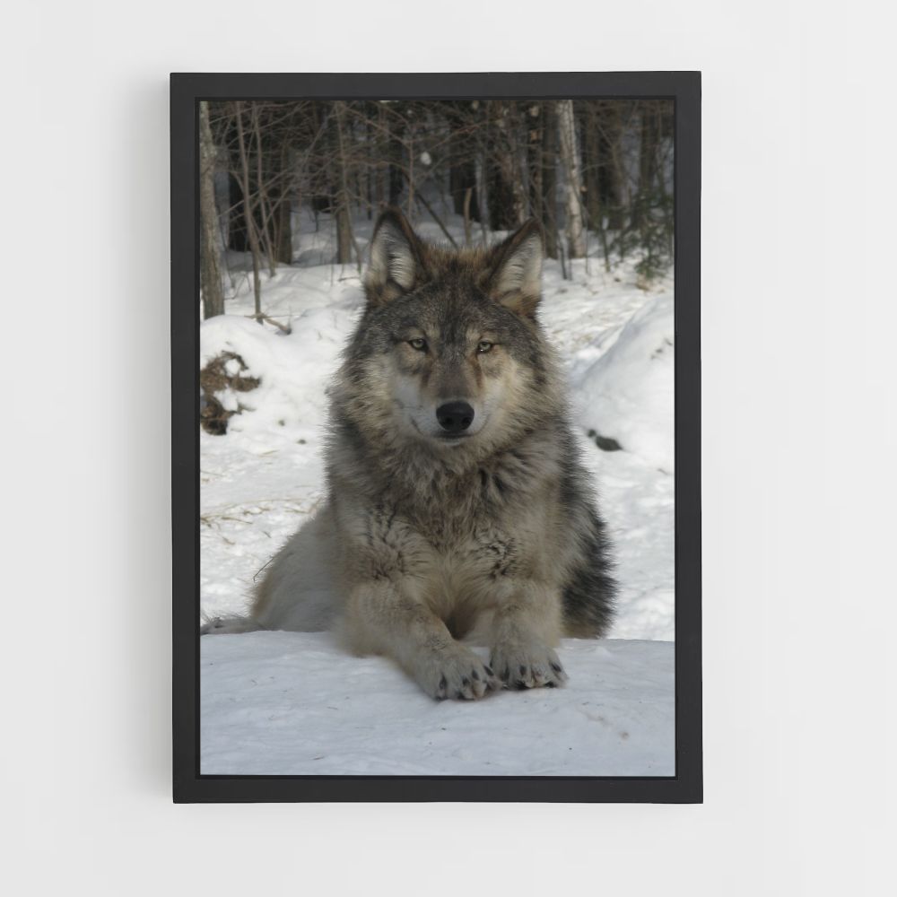 Sneeuwwolf-poster