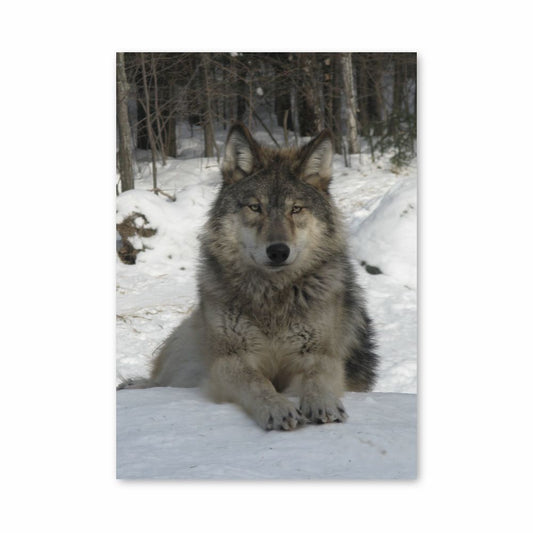 Sneeuwwolf-poster