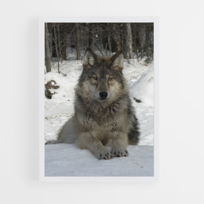 Sneeuwwolf-poster