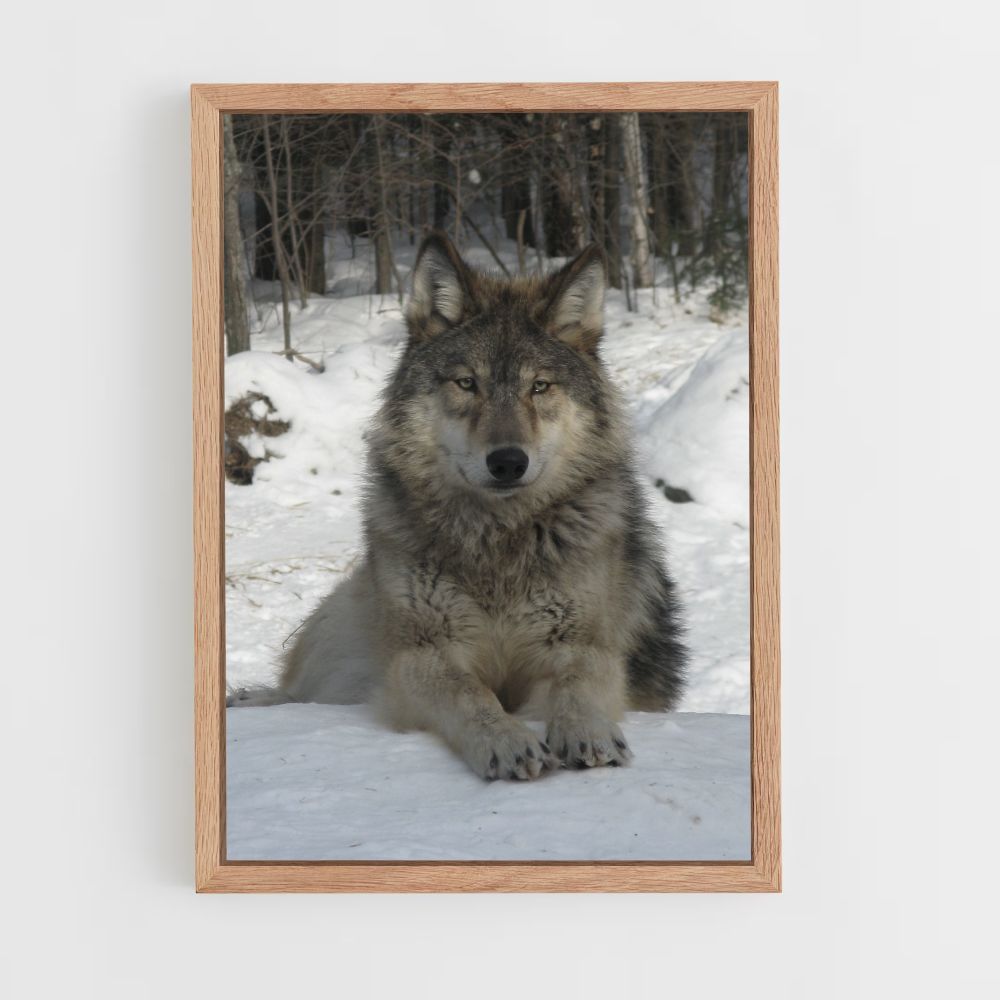 Sneeuwwolf-poster