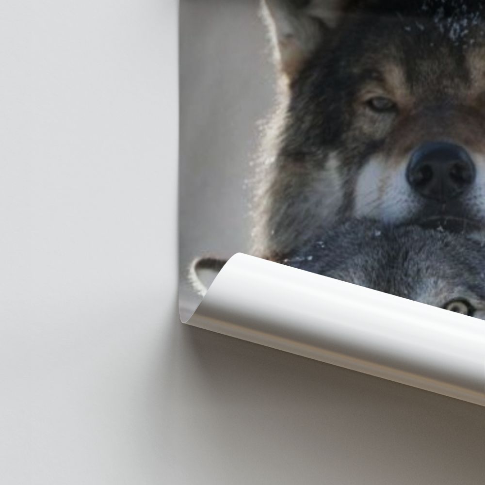 Leuke Wolf-poster