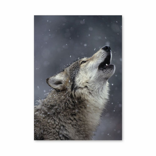 Zingende Wolf-poster